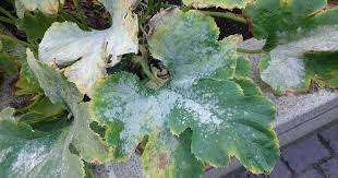 Most mold is not hurting anyone, and some of it makes us well when we're sick a healthy person walking through a room of moldy air is not likely to die or even get very sick from mold exposure. Powdery Mildew In The Garden Attainable Sustainable