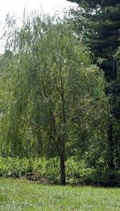 Hybrid willows make beautiful graceful willow hedges. 26 Austree Hybrid Willow Trees Ready To Plant Fast Growing Etsy