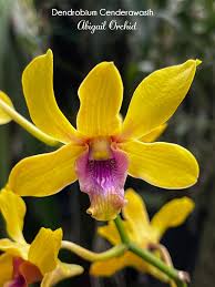 Image result for Eulophia coeloglossa