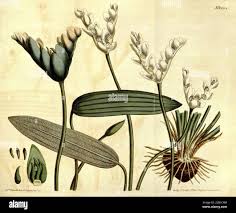 Image result for Aponogetonaceae