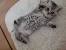 American Shorthair Silver Tabby