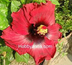 Hobbyaana Hibiscus Rosa Sinensis Syriacus Sabdariffa C Hibiscus Rosa Sinensis Hibiscus Plant Hibiscus