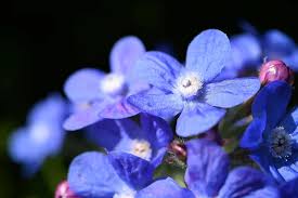 Image result for Anchusa capensis