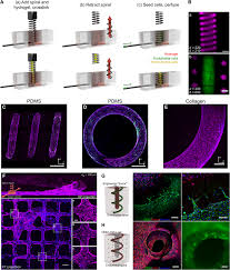 Metal kitchen rack w \/metal rods vs cones psychology example questions. 3d Curvature Instructed Endothelial Flow Response And Tissue Vascularization Science Advances