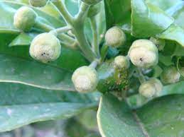 Prevent ants from even climbing your fruit trees. How Do I Get Rid Of Insects On Fruit Trees Gardening Landscaping Stack Exchange
