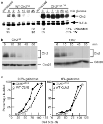 It is the first sub stage of interphase. Yeast G1 Cyclins Are Unstable In G1 Phase Nature