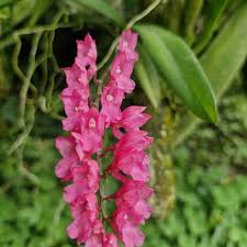 Image result for Barleria lanceolata