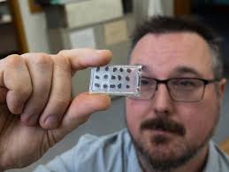 Royal Sask. Museum discovers first amber deposit with preserved insects