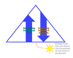 Draw lines to connect the edges of the blocks. Energy Pyramid Definition Diagrams Expii