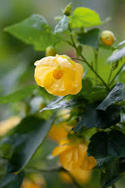 Image result for Abutilon