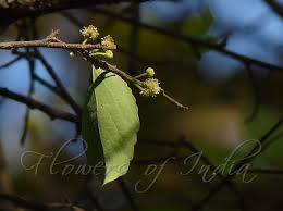 Image result for Flacourtia indica