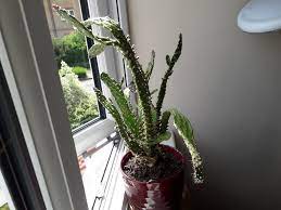 My cactus has been doing fine up until yesterday whe i found him all wilted over like this. Floppy Cactus Overclockers Uk Forums