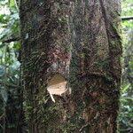 Image result for Paropsia