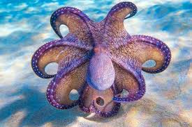 Is An Octopus A Fish Octolab Tv In 2020 Ocean Animals Octopus Photography Ocean Creatures