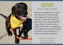 Proven tips from dog experts that has worked for more than 875,000 dog owners worldwide. Ten Lovely Adoptable Labs In Michigan Puppy Leaks