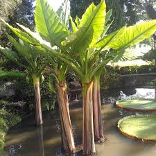 Arti mimpi berenang di air keruh. Kolam Ikan Kotor Pakai 5 Tanaman Air Ini Untuk Membersihkannya