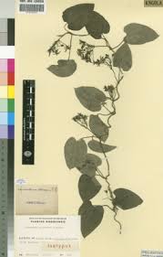 Image result for Schizostephanus alatus