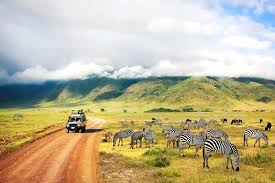 Best value safari lodge for honeymooners. Kenya Tanzania Wildlife Safari 7 Days Kimkim