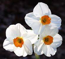 Decembers Birth Flower Narcissus Plant Wikipedia The Free Encyclopedia With Images Narcissus Plant Narcissus Flower