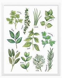 Culinary Herbs Print Watercolor Herbs Herb Art Herbs Illustration