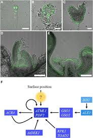 It forms a boundary between the plant and the external environment. Frontiers Specification Of Epidermal Cell Fate In Plant Shoots Plant Science