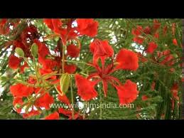Colourful Gulmohar Tree Delonix Regia Youtube