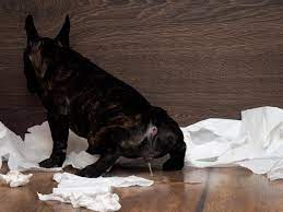 We did not find results for: 6 Natural Dog Repellents Homemade Safe For Dogs