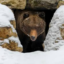 نتیجه جستجوی لغت [bears] در گوگل