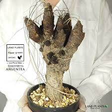 Image result for Xerophyta argentea