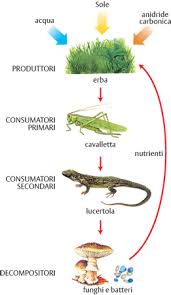 Video didattico per la scuola primaria. Alimentare Rete In Enciclopedia Dei Ragazzi