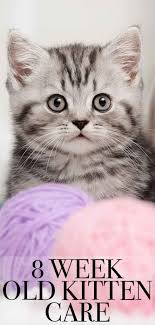 In the case everything proceeds smoothly, your cat should get to the. 8 Week Old Kitten Feeding Weight Care And Routines