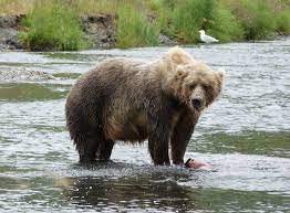 Jun 24, 2021 · world's largest rubik's cube assembled at hong kong mall. Easy Prey The Largest Bears In The World Use Small Streams To Fatten Up On Salmon