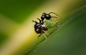 Image result for Eggelingia clavata