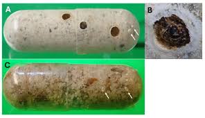 Image result for Physostigma mesoponticum