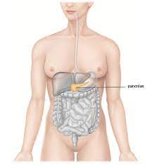 Many symptoms of pancreatic cancer are mild at first, so. Cancer Du Pancreas Symptomes Causes Traitements Et Prevention Vidal