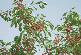 They require full sun during the growing season and a. 13 Most Common Types Of Cherry Trees With Pictures Conserve Energy Future