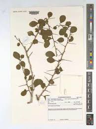 Image result for Dovyalis hispidula