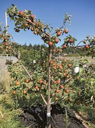 Pruning is when you selectively remove branches from a tree. The Joy Of Summer Tree Pruning Garden Notes Port Townsend Leader