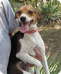 We did not find results for: Raggle Rat Terrier X Beagle Mix Info Temperament Training Pictures Rat Terriers Beagle Mix Rat Terrier Mix
