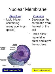 The latter is the space that they are the powerhouse of the animal cell, performing the major function of converting nutrients. Structure And Function Of Nucleus In Plant Cell