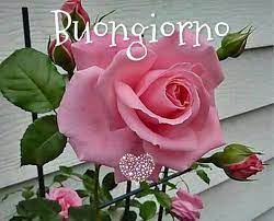 Sign In Beautiful Pink Roses Pretty Flowers Rose