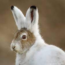 How To Raise Rabbits Bunnies Rabbits Rabbit Bunny Bunnies Raiserabbits Arctic Hare Rabbit Hare