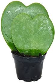 They often grow epiphytically on trees; Hoya Kerii Heart Shaped Leaf Plant Plant Or Small Pet Double Heart 6 Cm Pot Amazon De Garden