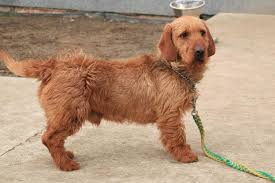 Image result for štýrský brakýř