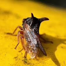 Image result for Oxyrhachis