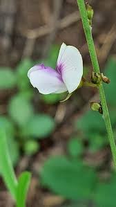 Image result for Tephrosia noctiflora