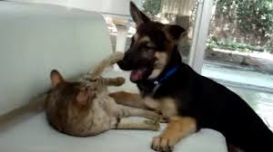 The first guide dogs were german shepherd dogs. Savannah Cat And German Shepherd Puppy Hard At Play Cattime