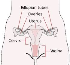 Reproductive tract of the cow (corsal aspect). Female Reproductive System In Humans External And Internal Genitalia