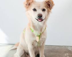 LINUS: Etiquetas de identificación de mascotas personalizadas estampadas a  mano para perros y gatos en latón macizo