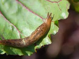 If left uncontrolled, they can completely annihilate a healthy garden. How To Control Slugs In The Garden